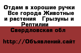 Отдам в хорошие ручки - Все города Животные и растения » Грызуны и Рептилии   . Свердловская обл.